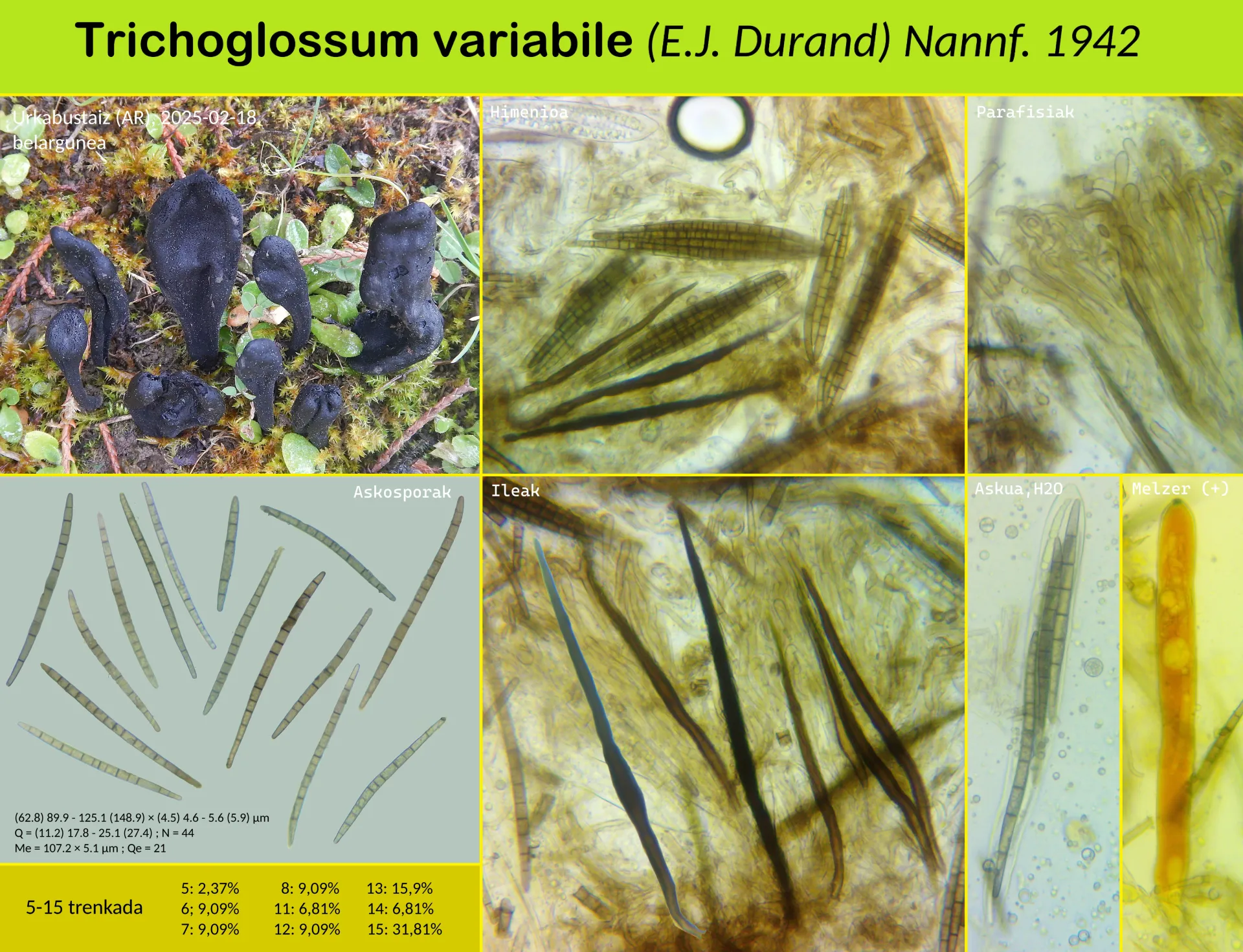 Trichoglossum variabile